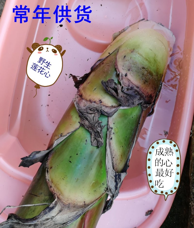 地莲花地涌金莲地母金莲土莲花餐饮火锅酒店绿色食材