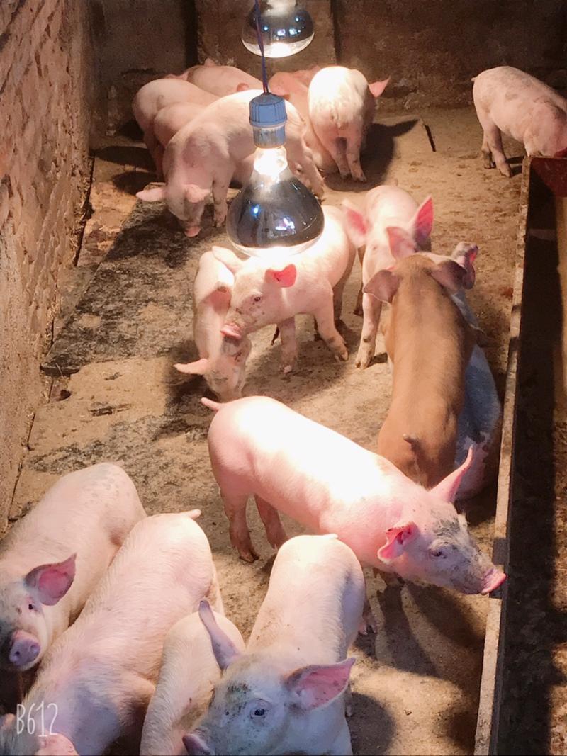 产地周至品种仔猪猪苗500元已接种保健康
