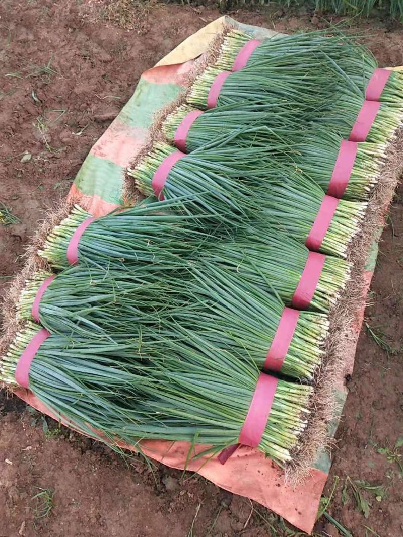 精品黑叶小葱，40～~50公分，