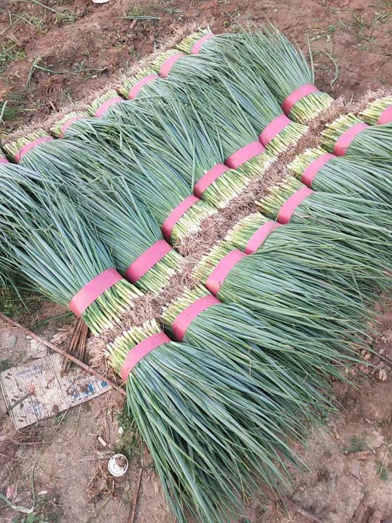 精品黑叶小葱，40～~50公分，