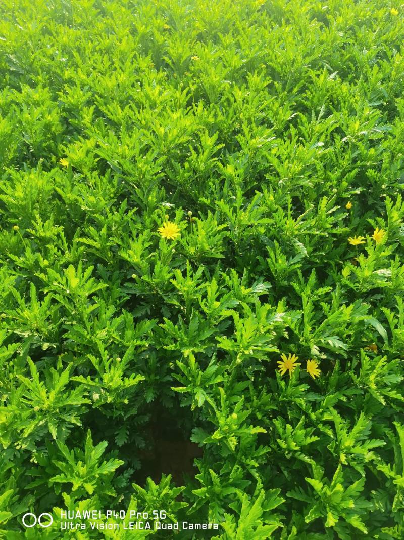 木春菊，本基地长年有货，以质量求生存