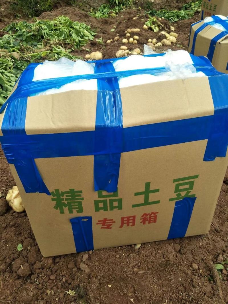 精品土豆！…………………………………………