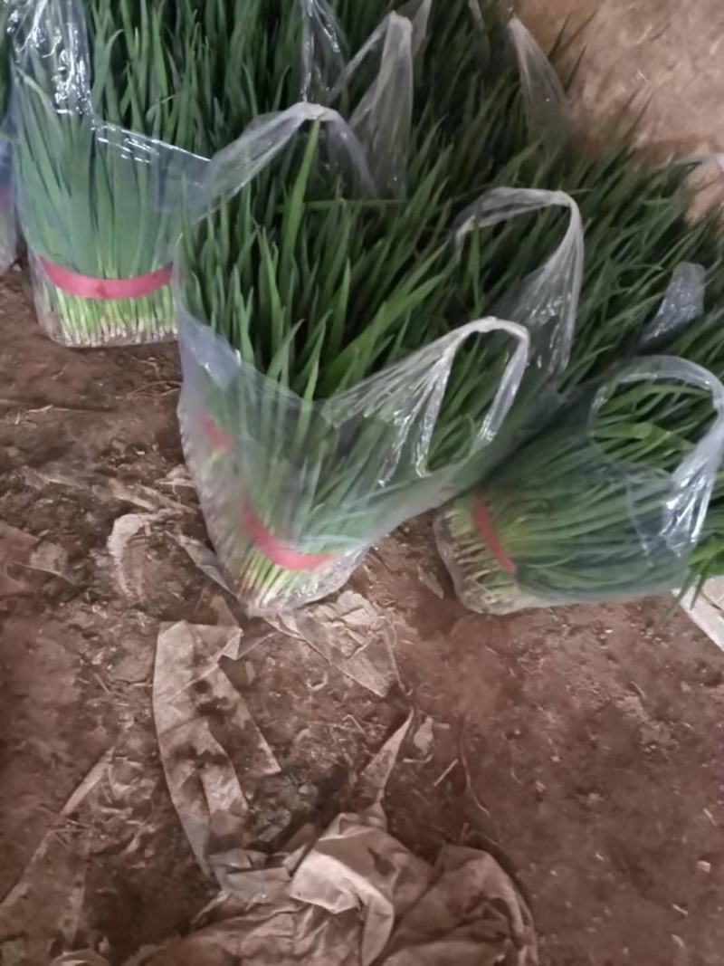 精品黑叶小葱，40～~50公分，