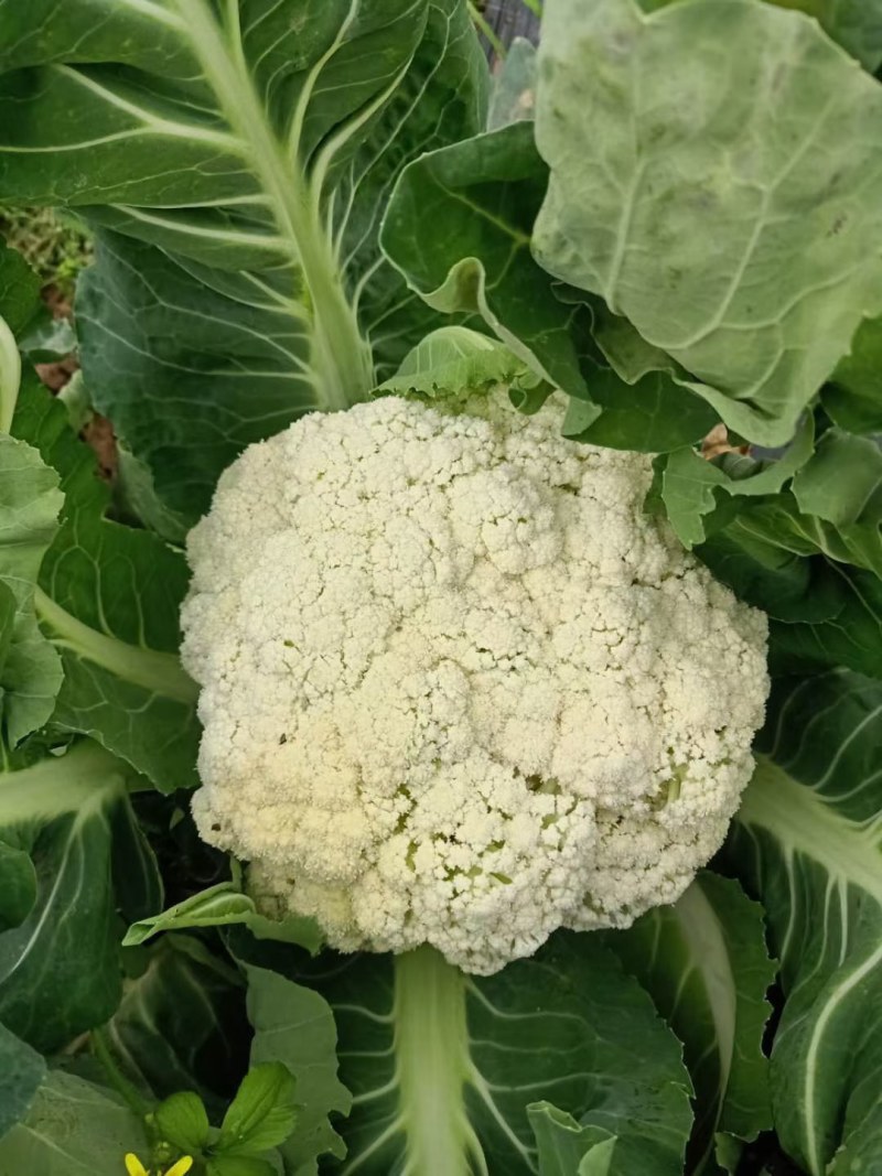 有机散花，大量出货，量大从优品质保障视频看货