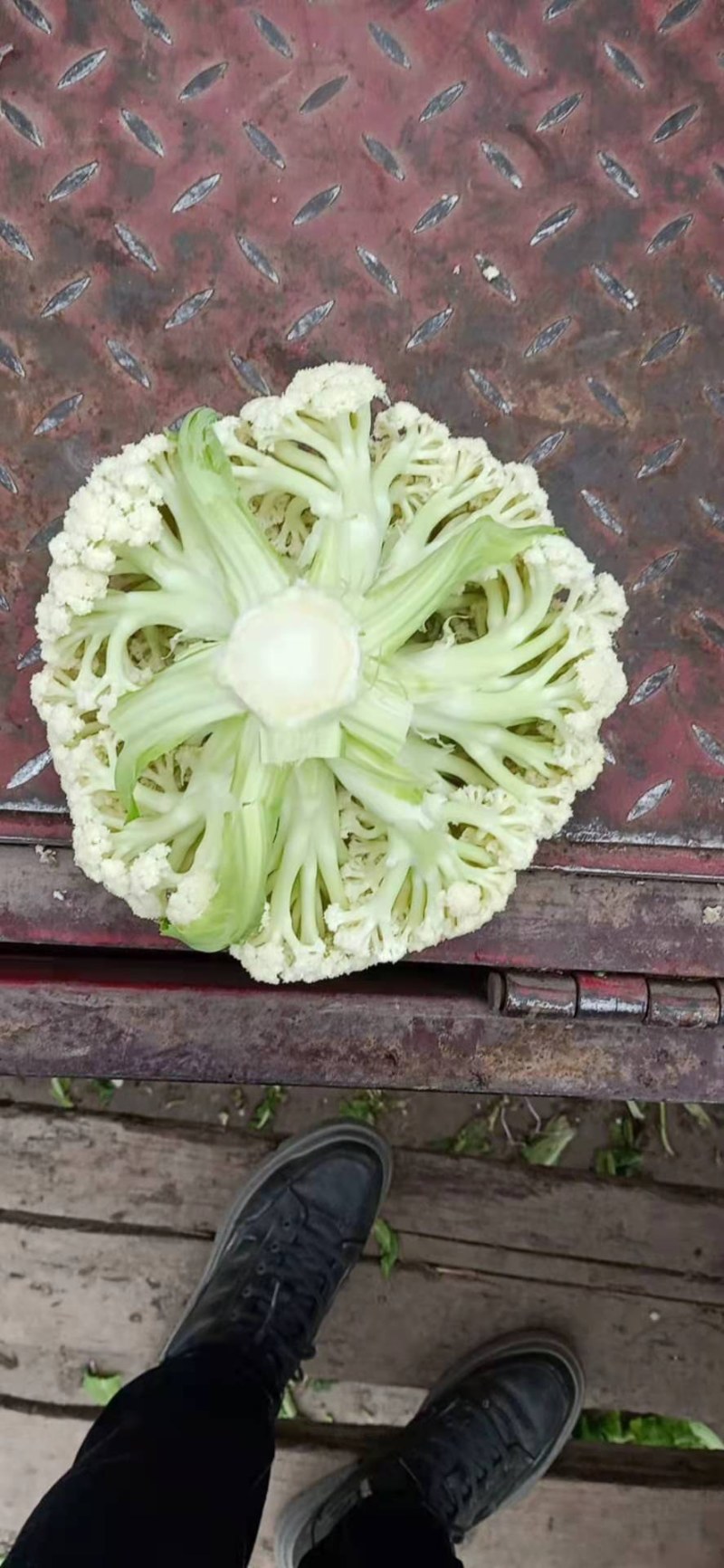 有机散花，大量出货，量大从优品质保障视频看货