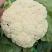 有机散花，大量出货，量大从优品质保障视频看货