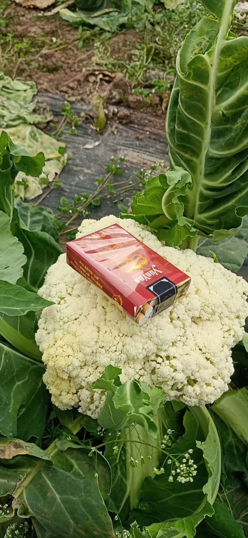 有机散花，大量出货，量大从优品质保障视频看货