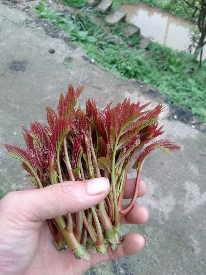 香椿芽，红油香椿，嫩尖，自己种的，可以打包代发