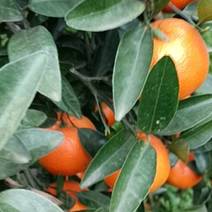 重庆长寿默科特柑橘成熟上市中，皮易剥离，汁多味甜，糖度高