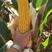 华玉518超矮高穗位75公分红轴马牙玉米种子高产抗旱矮杆