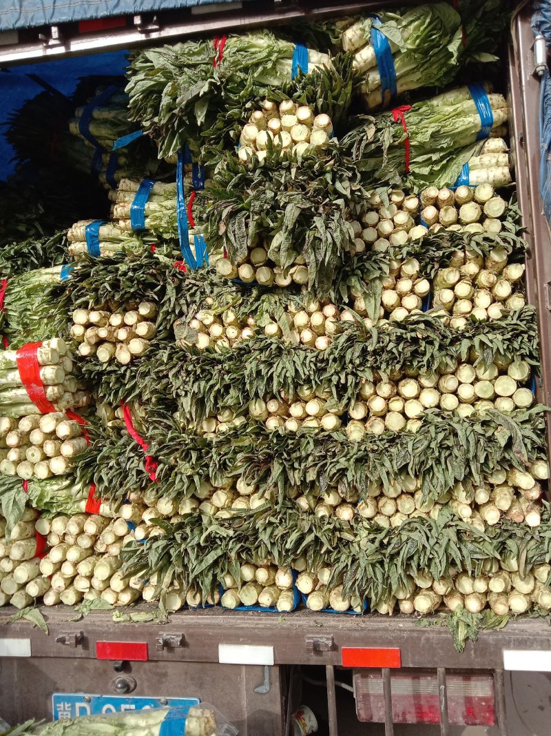 莴笋质量好，欢迎各地老板咨询，，前来视察市场