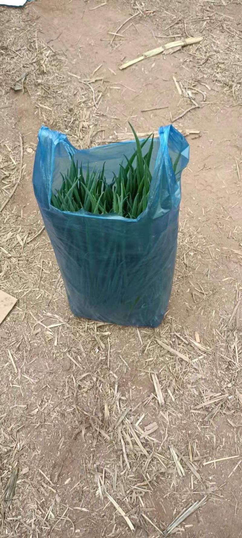 小葱，葱秧，葱苗，香葱，大量上市，长年供应，