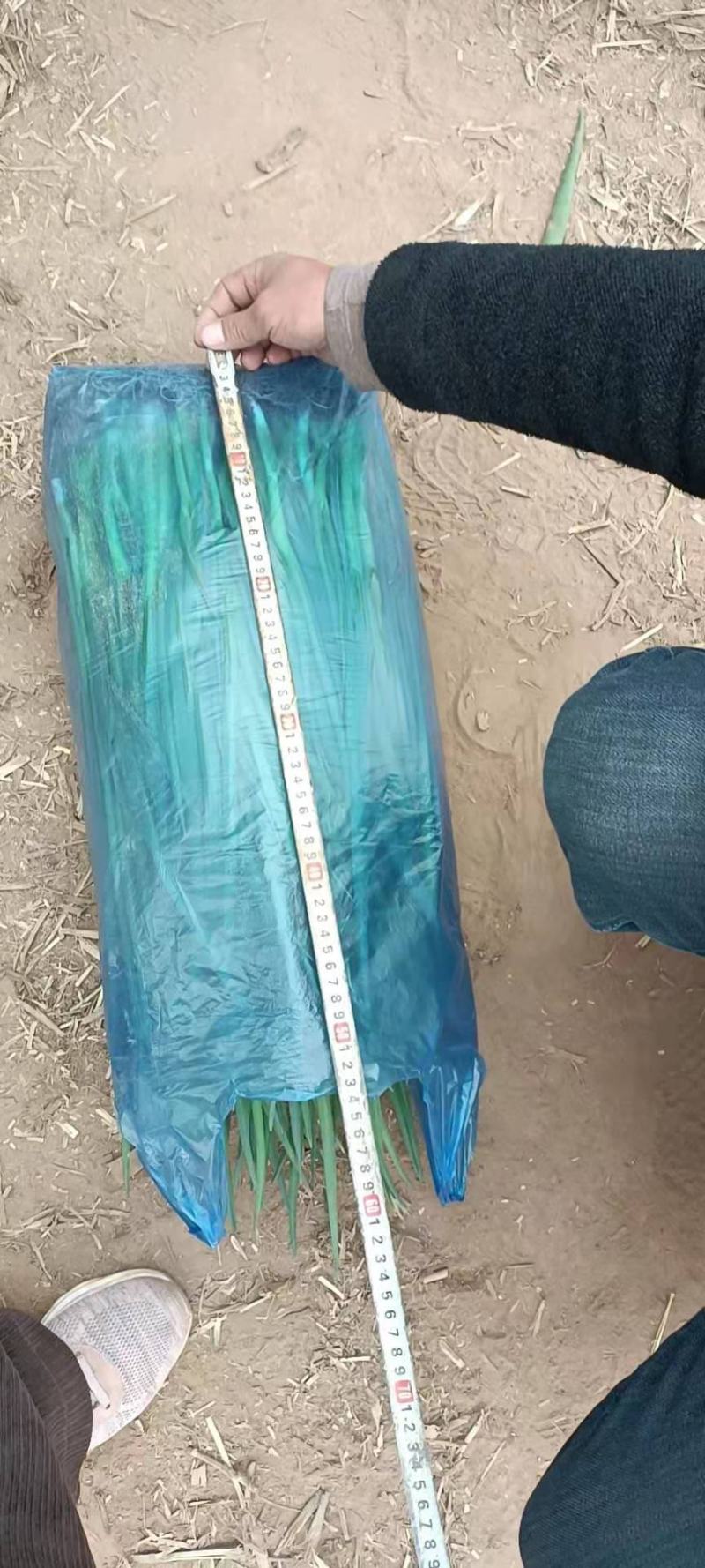 小葱，葱秧，葱苗，香葱，大量上市，长年供应，