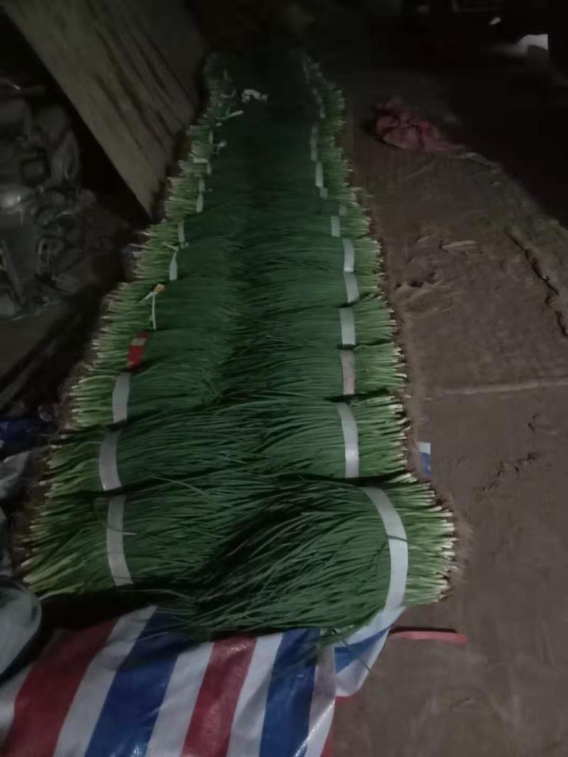 小葱，葱秧，葱苗，香葱，大量上市，长年供应，