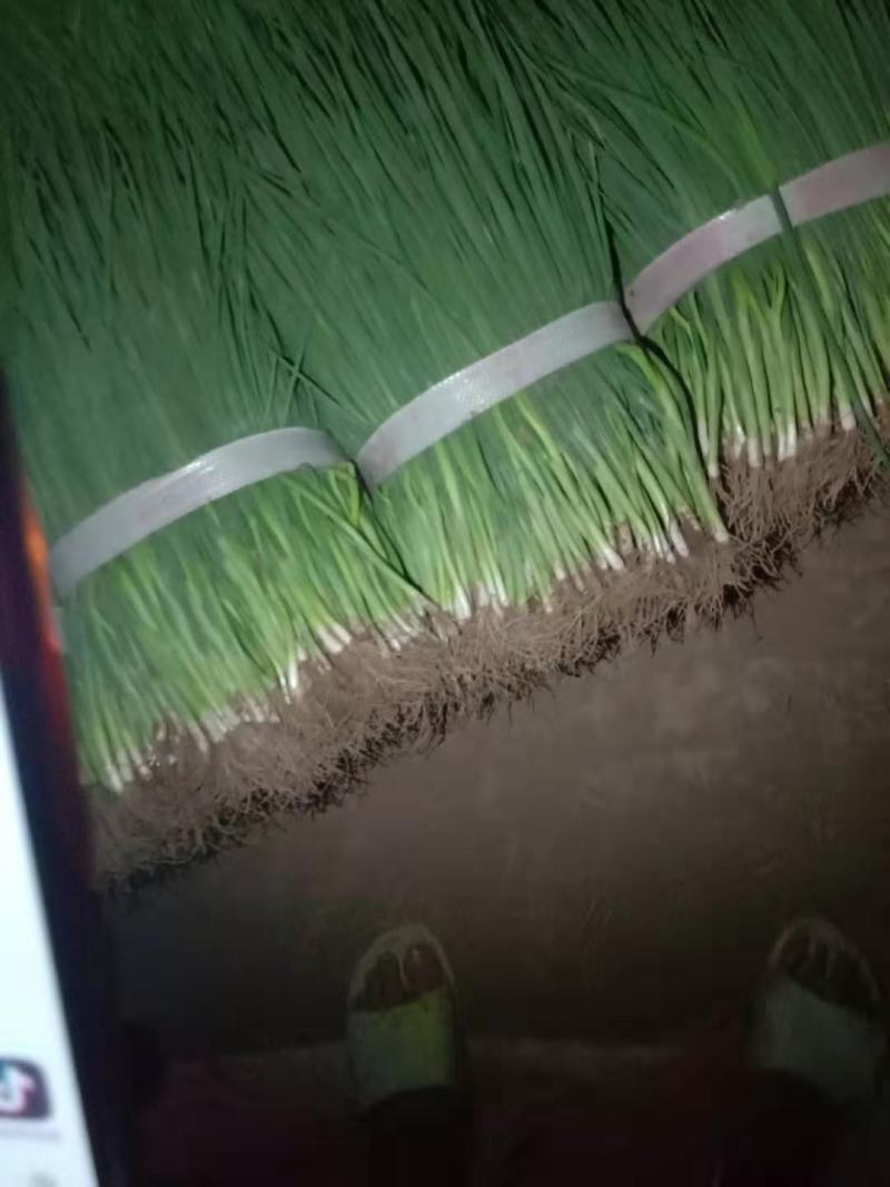 小葱，葱秧，葱苗，香葱，大量上市，长年供应，