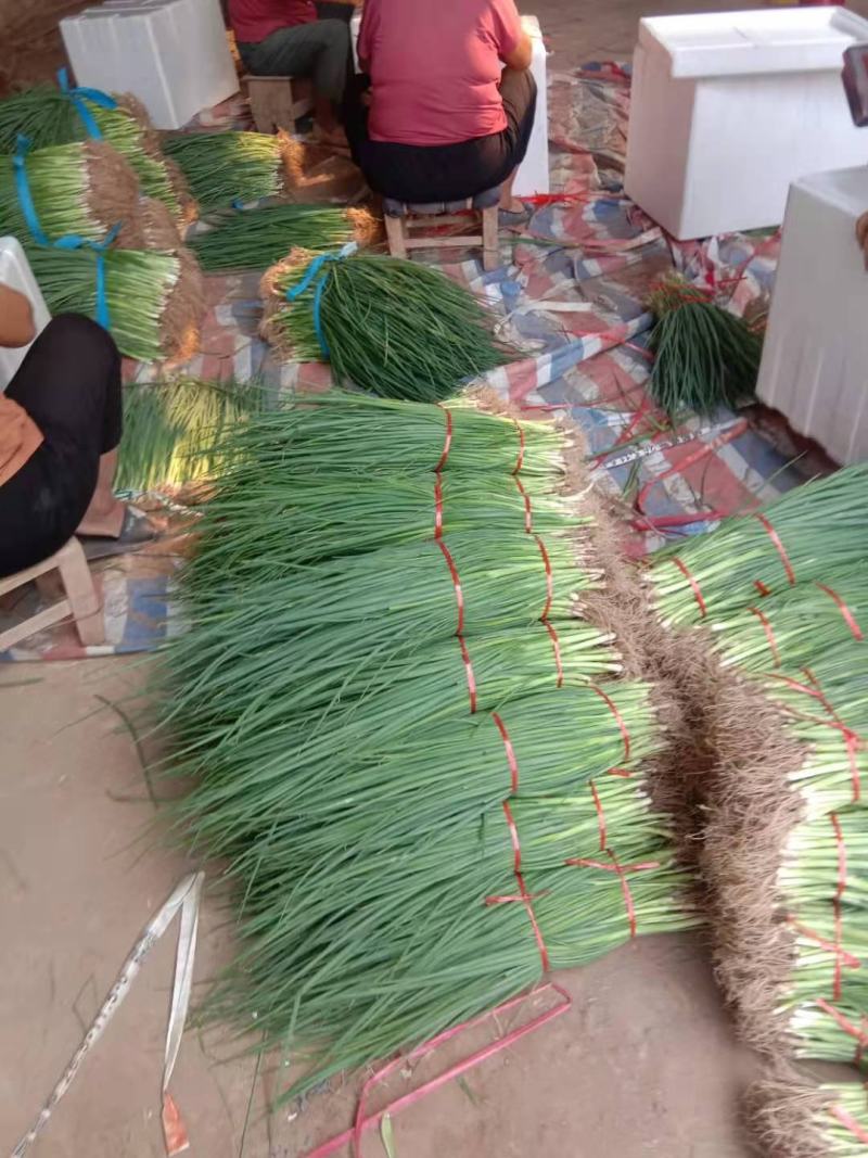 小葱，葱秧，葱苗，香葱，大量上市，长年供应，