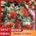 藏红花，产自西藏高原，纯干的，颜色质量佳，库房大量现货！