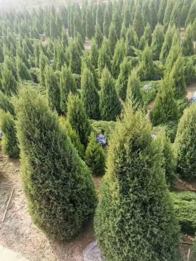 望都塔桧河北保定正宗望都桧柏基地直销圆柏产地批发