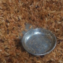 炸虾油焖虾麻辣炸虾