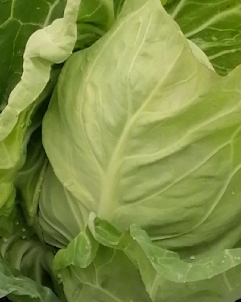 大量出售优质大田大头菜