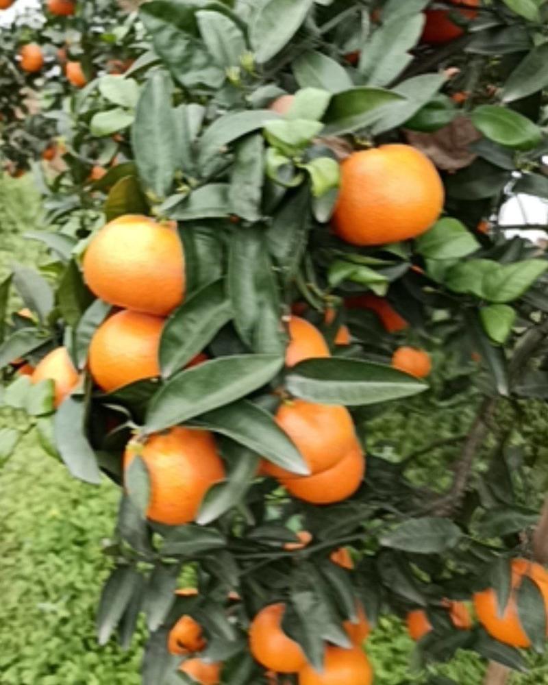优质重庆长寿晚熟柑橘默科特大量上市欢迎咨询下单