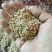 厂家直供压缩玉米芯颗粒花生秧花生秧草粉