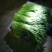 蒜薹大量诚邀全国各大批发商洽谈交流合作量大从优价格美丽！
