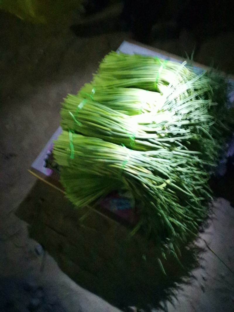 蒜薹大量诚邀全国各大批发商洽谈交流合作量大从优价格美丽！