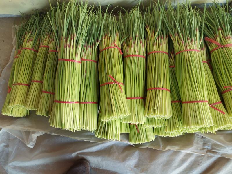 蒜薹大量诚邀全国各大批发商洽谈交流合作量大从优价格美丽！