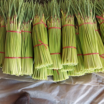 蒜薹大量诚邀全国各大批发商洽谈交流合作量大从优价格美丽！