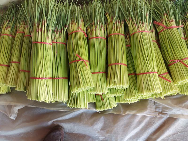 蒜薹大量诚邀全国各大批发商洽谈交流合作量大从优价格美丽！