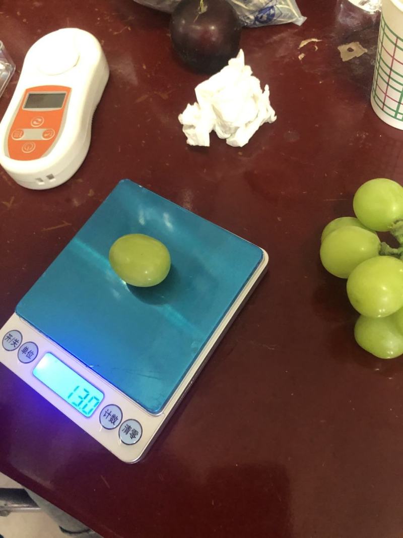 陕西省渭南市大荔县优质阳光玫瑰千亩产区温室大棚防雨棚
