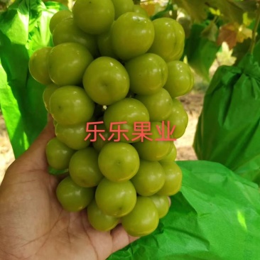 陕西省渭南市大荔县优质阳光玫瑰千亩产区温室大棚防雨棚