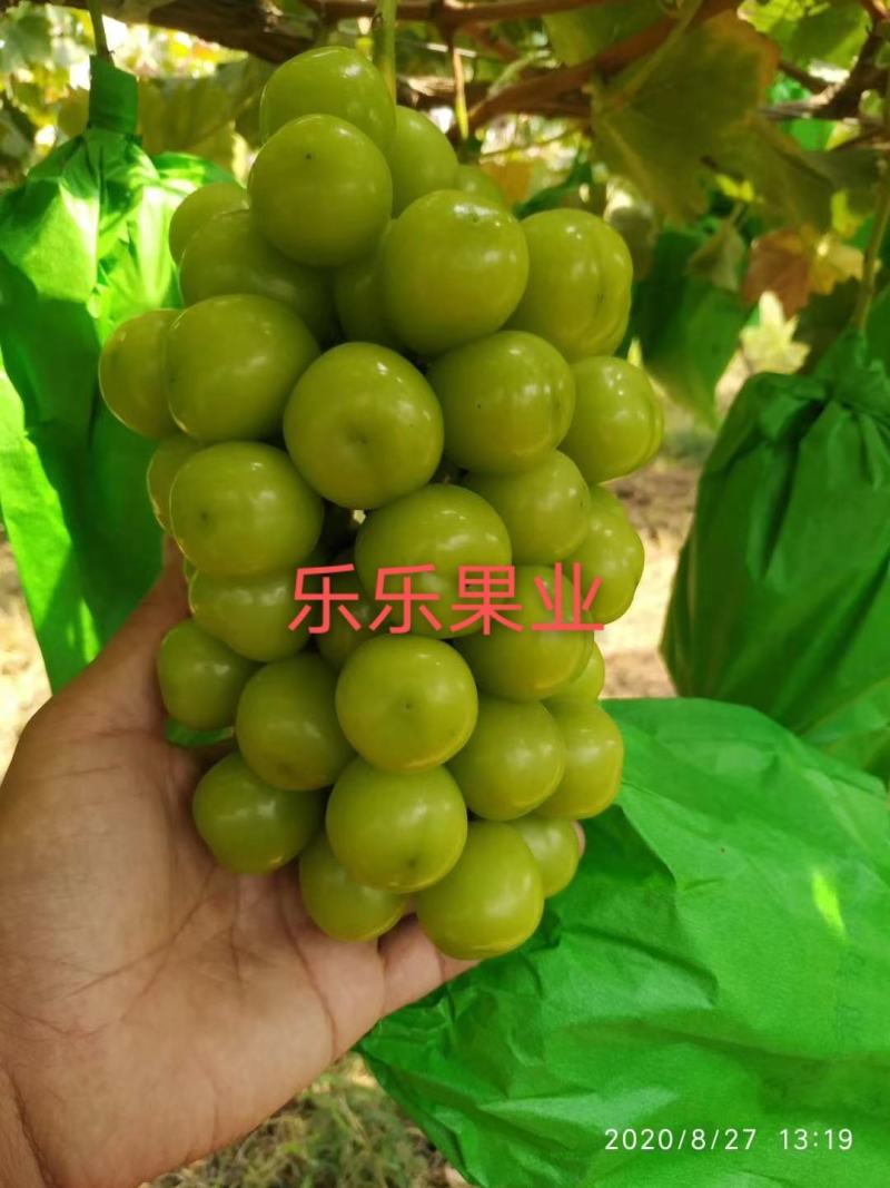陕西省渭南市大荔县优质阳光玫瑰千亩产区温室大棚防雨棚