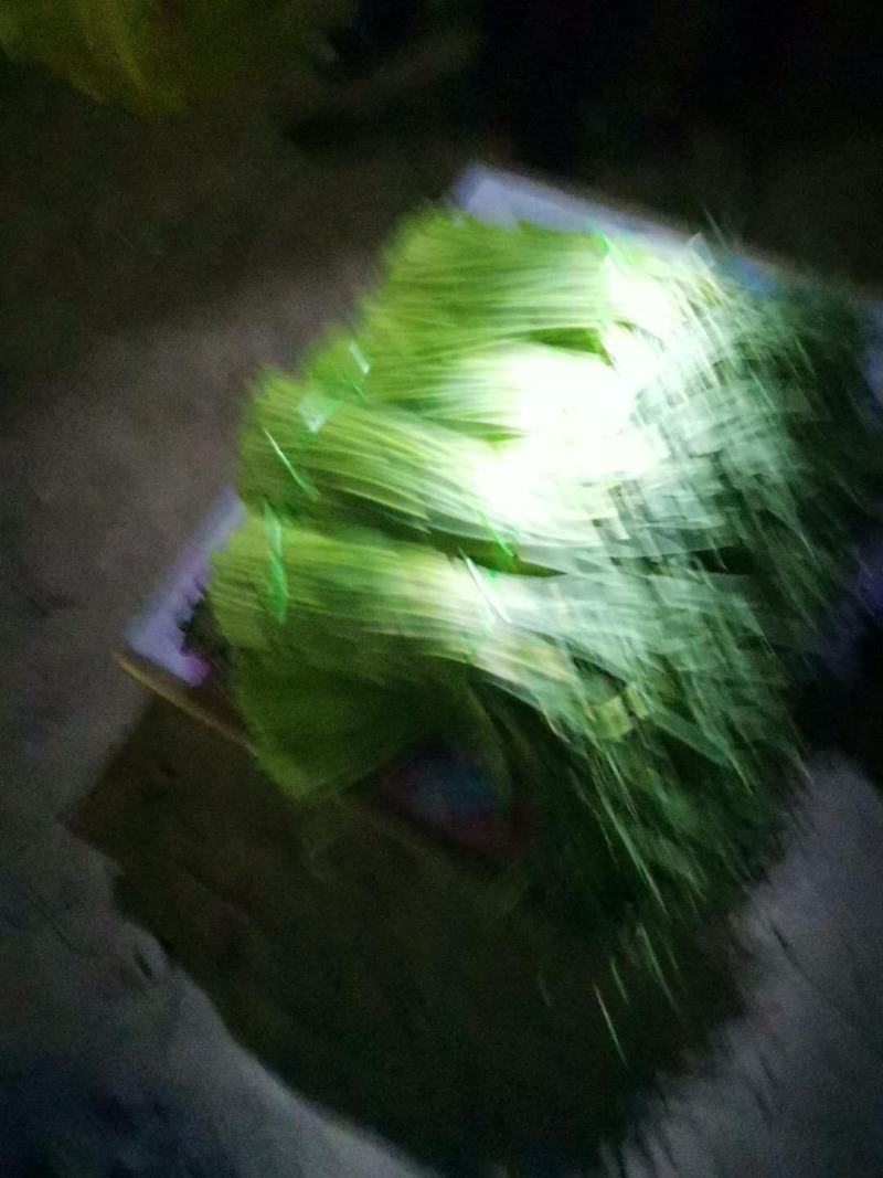 蒜苔，已快大量上市，适合发市场，超市供货