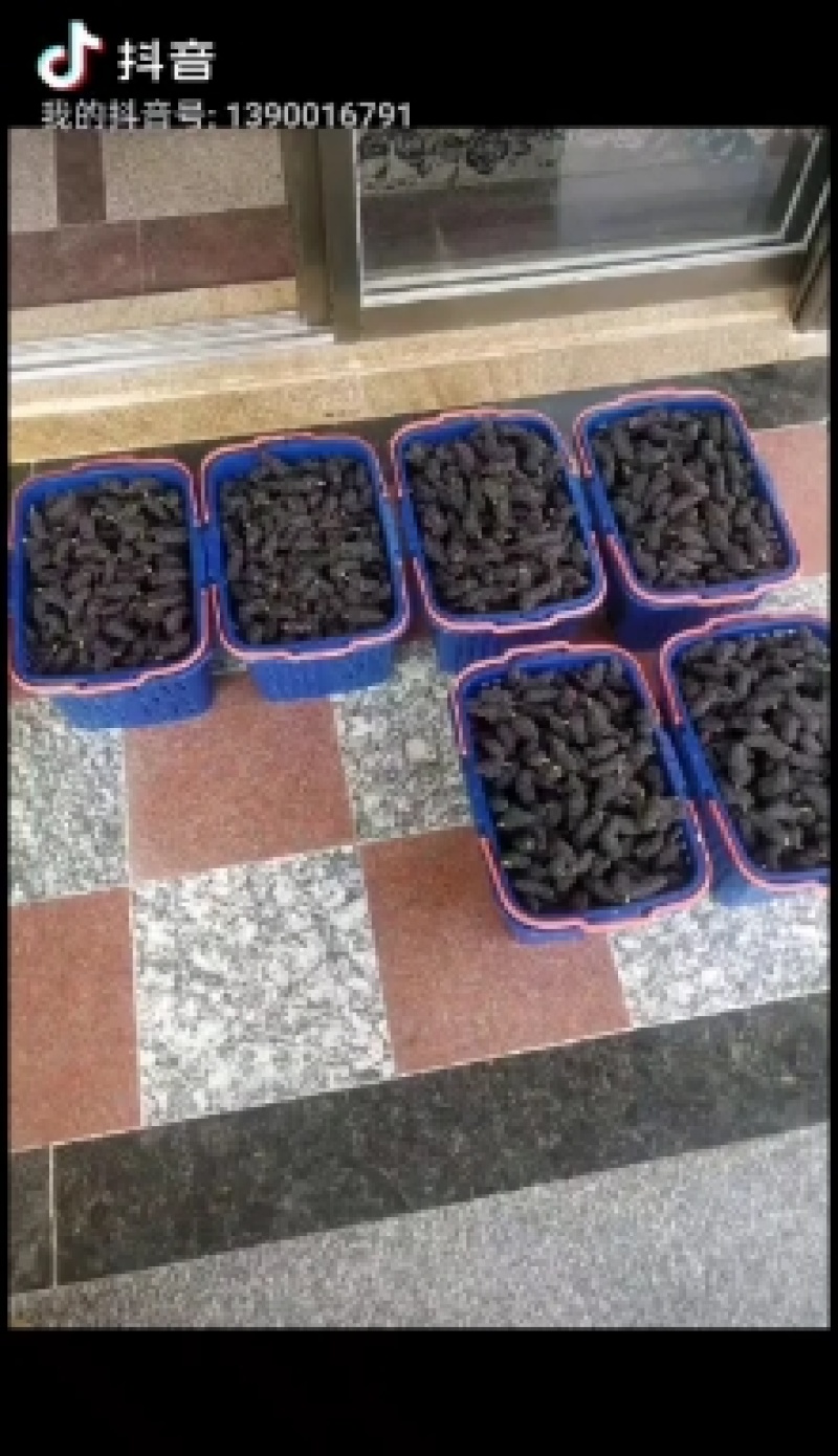 桑葚。精品桑葚果。泡酒。晒干。每天现摘现发