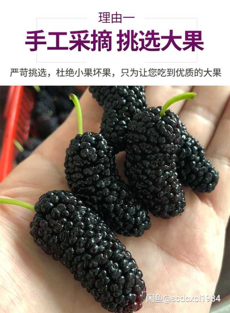 桑葚。精品桑葚果。泡酒。晒干。每天现摘现发