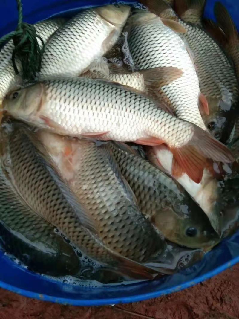 鲤鱼苗，特别鲤鱼苗，品质好，大量出售，鲈鱼苗量大送货上门