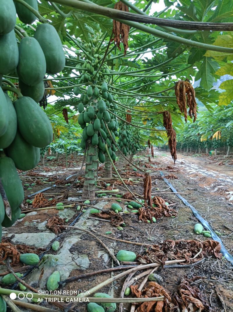 大量供应水果木瓜，价格便宜