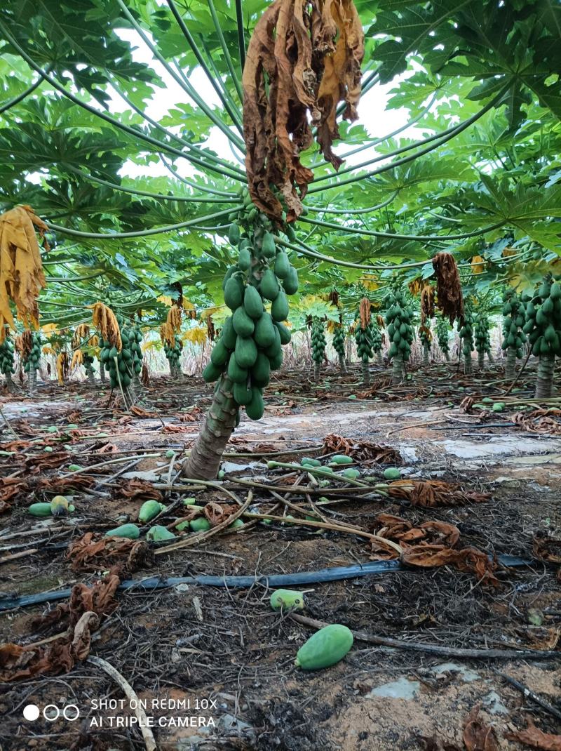 大量供应水果木瓜，价格便宜