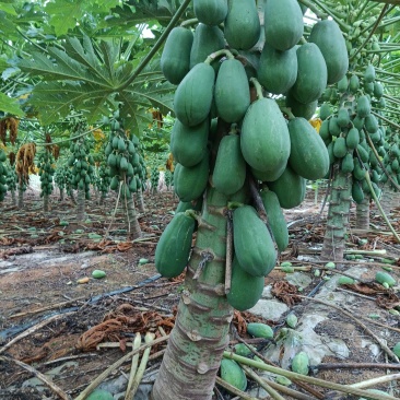大量供应水果木瓜，价格便宜