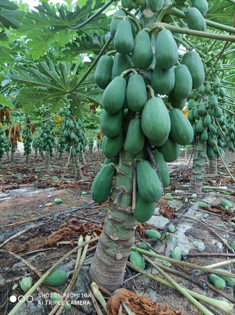 大量供应水果木瓜，价格便宜