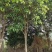 金桂花八月桂广西地区桂花