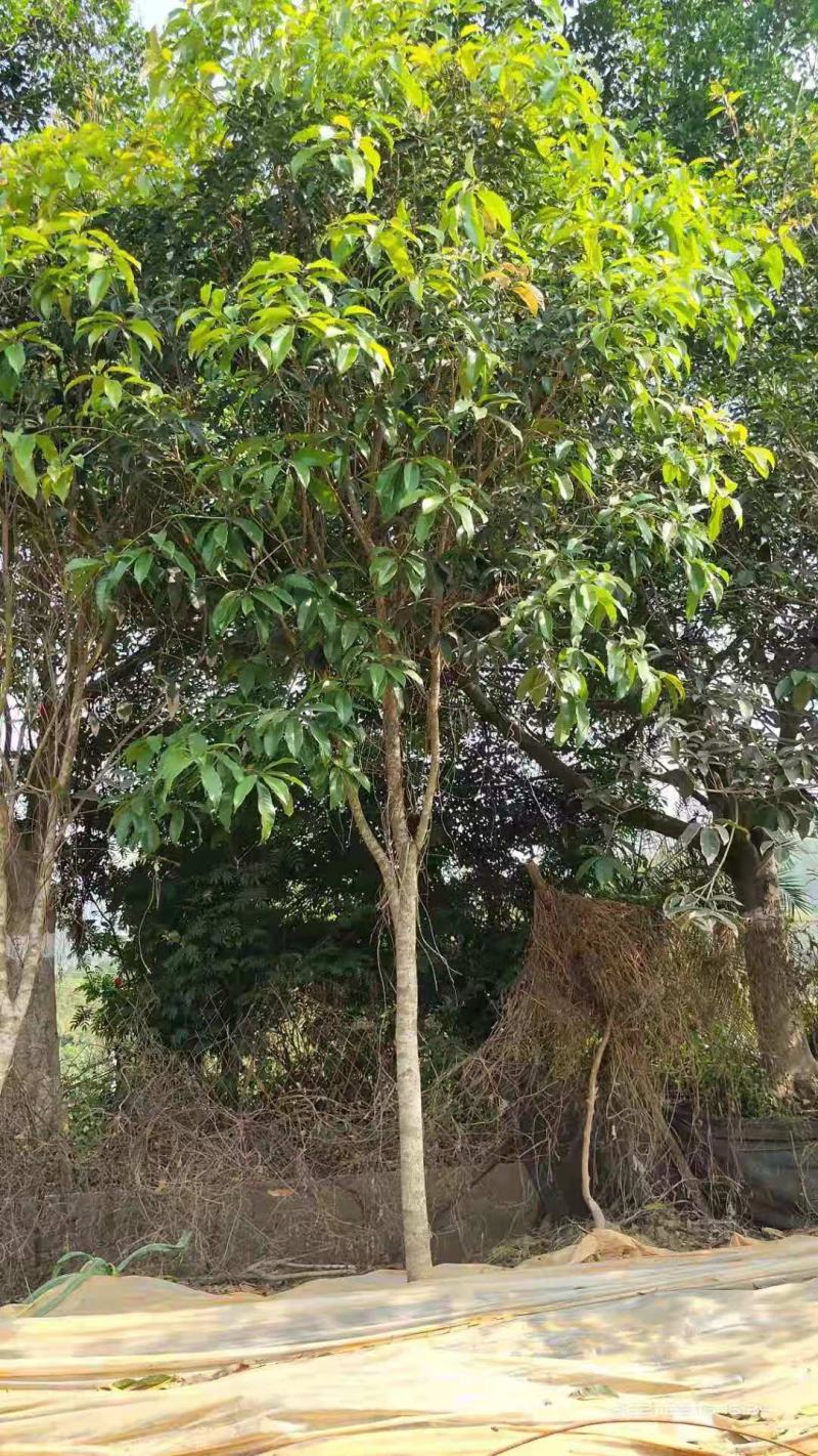 金桂花八月桂广西地区桂花
