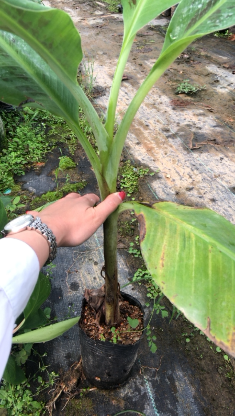 香蕉树苗皇帝蕉红蕉芭蕉西贡蕉粉蕉苗营养杯苗