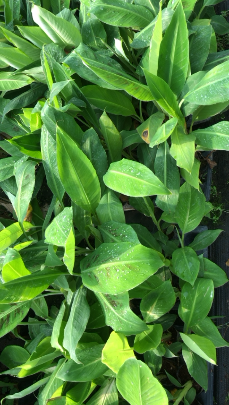 香蕉树苗皇帝蕉红蕉芭蕉西贡蕉粉蕉苗营养杯苗
