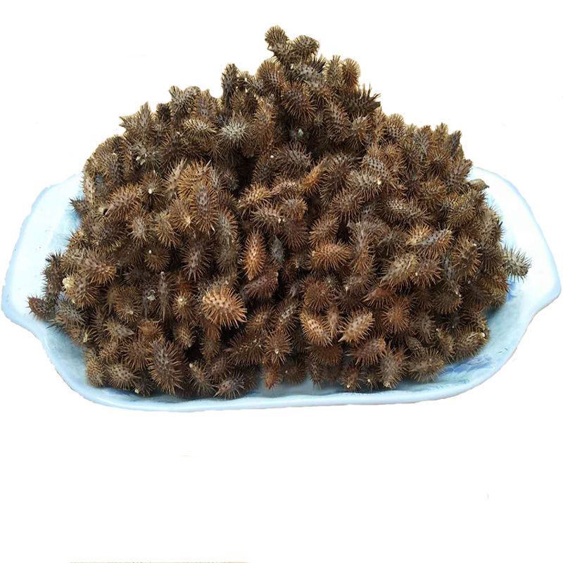 野生去刺苍耳子成熟带刺苍耳炒苍耳苍耳粉中药材新货