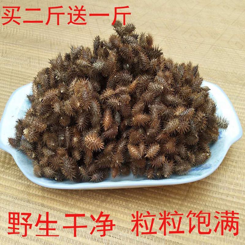 野生去刺苍耳子成熟带刺苍耳炒苍耳苍耳粉中药材新货