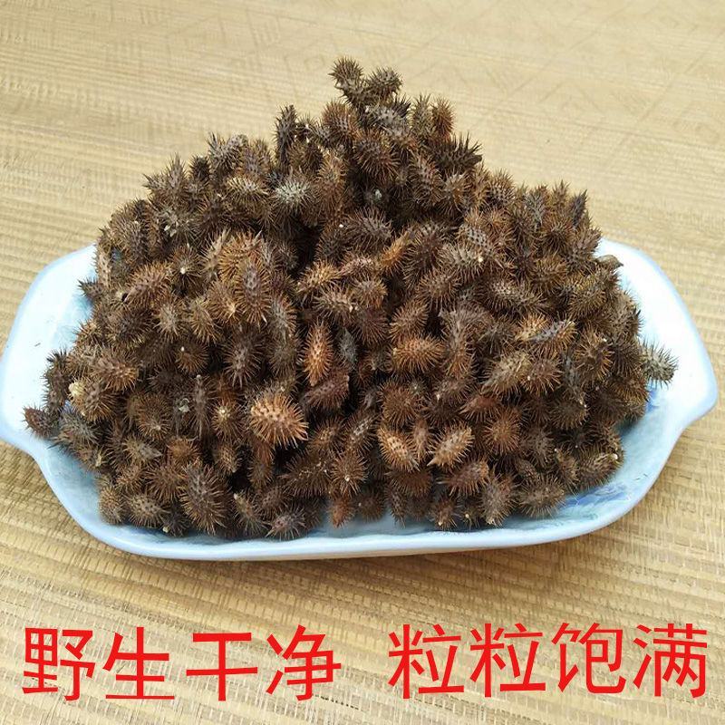 野生去刺苍耳子成熟带刺苍耳炒苍耳苍耳粉中药材新货