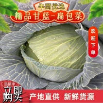 精品包菜湖北甘蓝奥奇娜扁包菜平包菜基地直供质量保证